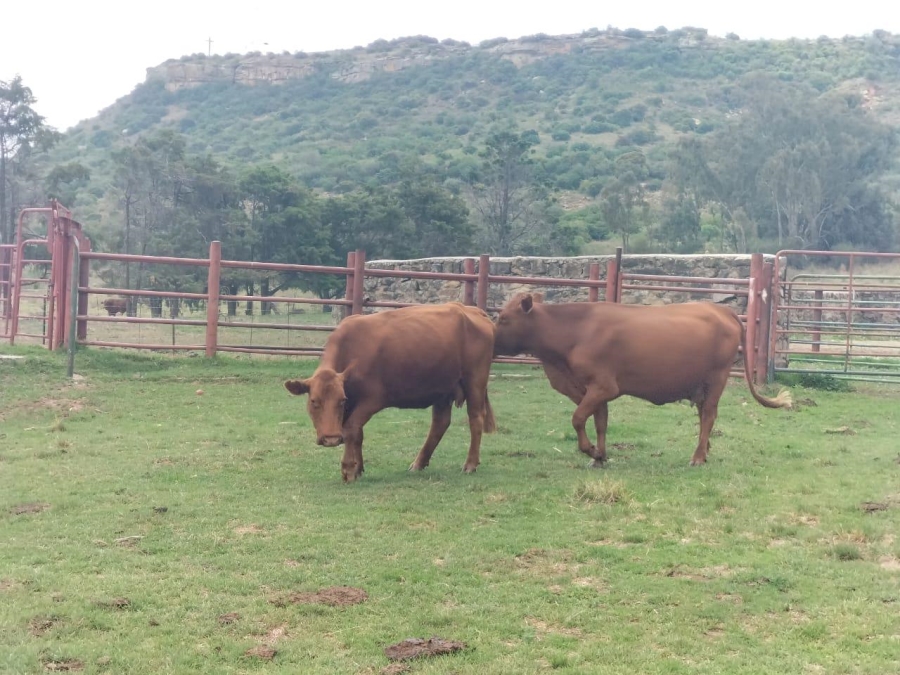 0 Bedroom Property for Sale in Bethlehem Rural Free State